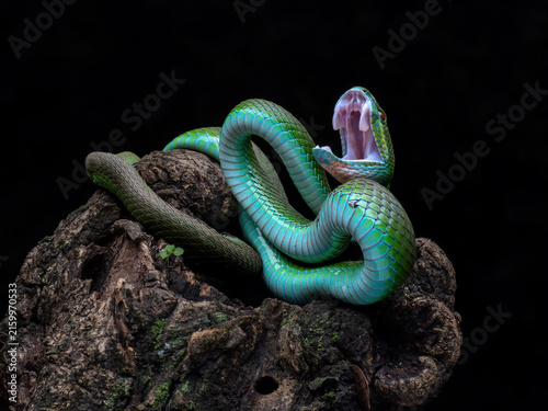 Fotografía Blue-Green White Lipped Pit Viper (Trimeresurus insularis) displaying an open defensive posture