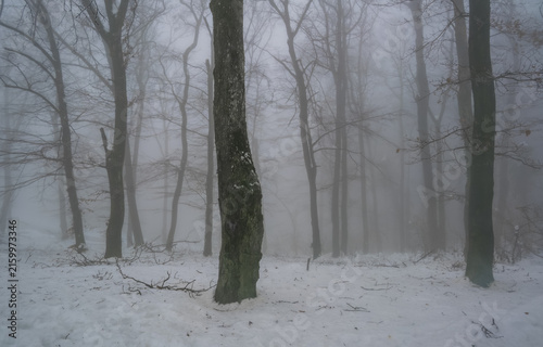 Foggy winter forest with bare deciduous trees, dark textured trunks, tangled branches, and snow-covered ground fading into the mist