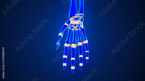 Bild auf Leinwand The palmar side of the wrist and fingers ligaments of 3d illustration