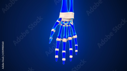 Картината върху платно The palmar side of the wrist and fingers ligaments of 3d illustration
