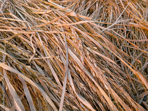 Obraz na plátne A close-up shot of dried golden rice straw, stalks, and leftover grains piled up on the ground after the harvesting process in a rural farm