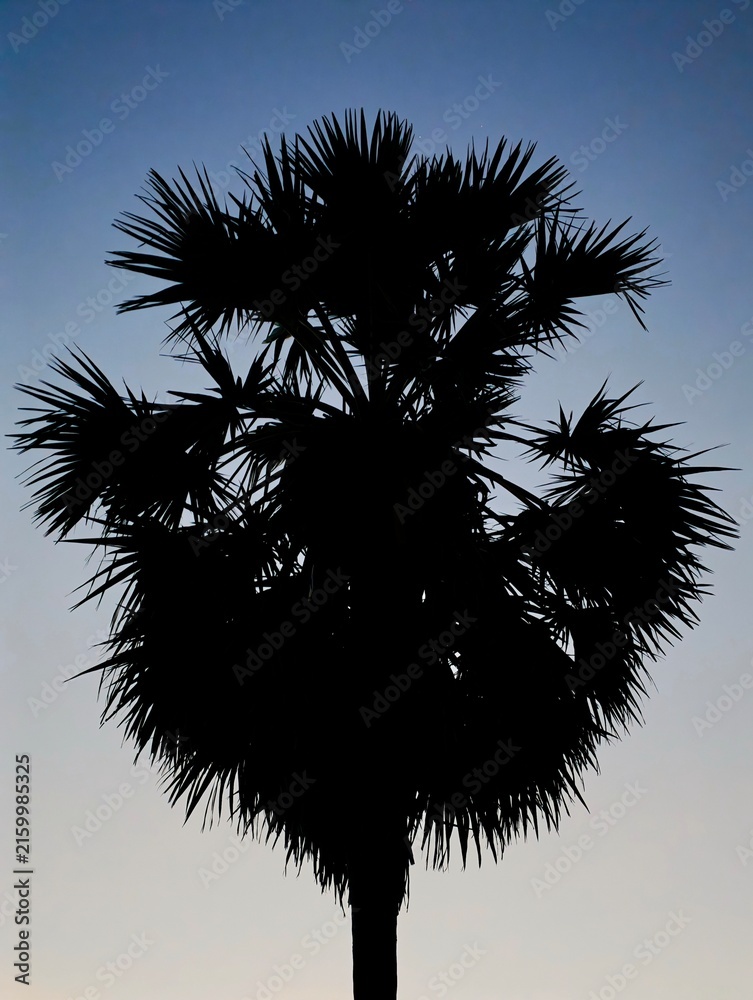 Fototapeta premium Coconut palm tree silhouette captured during sunrise at Angkor Wat temple