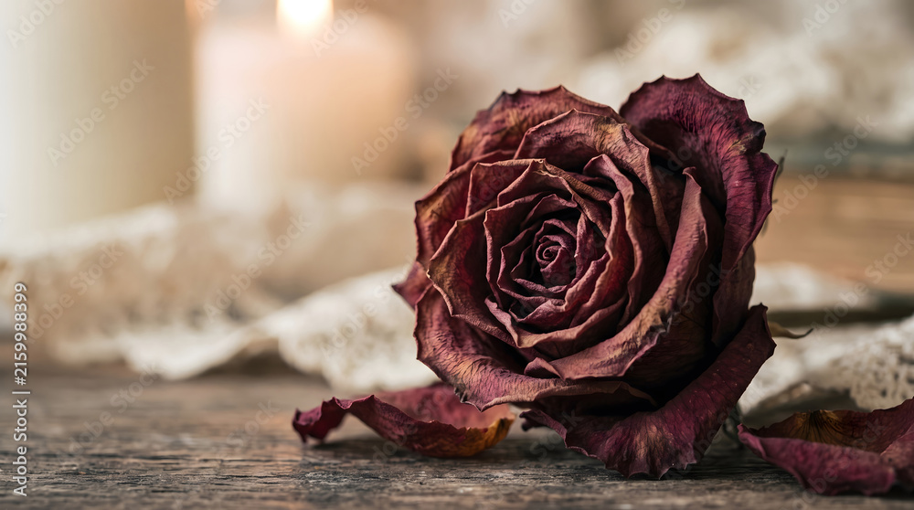 Fototapeta premium Dried Rose, Romantic Background, Sad red rose dried and aged with time in close-up and detail for romantic background