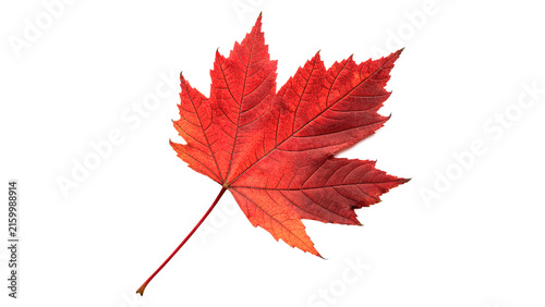 Obraz na plátne Vibrant bright red autumn maple leaf isolated on transparent background