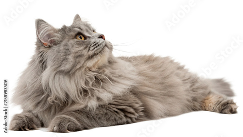 Картината върху платно Long-haired grey fluffy cat lying down relaxed isolated on transparent backgroun