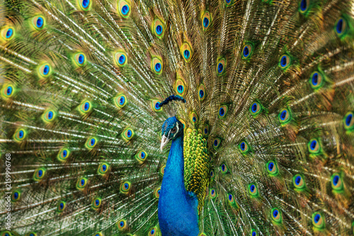 View of a male peacock displaying its vibrant, iridescent plumage with eye-like patterns in a park in Lahore, Punjab, Pakistan.