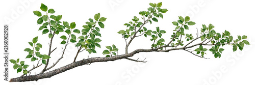 Natural wide tree branches covered with fresh green leaves and realistic bark and foliage details, isolated on transparent background.