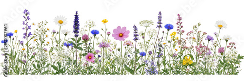 Wide natural wildflower field border with delicate meadow flowers , green stems and leaves, isolated on transparent background.