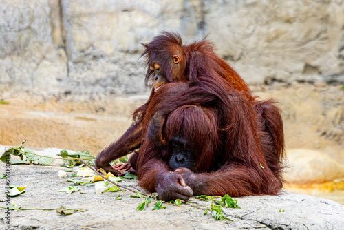 фотографія Mother and baby Bornean orangutan (Pongo pygmaeus) resting together at the zoo
