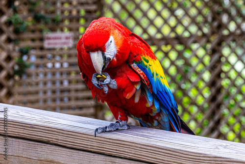Obraz na płótnie Scarlet macaw (Ara macao) perched on wooden rail eating a treat