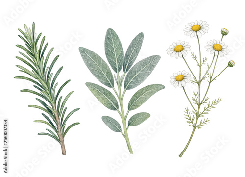 Watercolor rosemary, sage, and chamomile medicinal herbs isolated on transparent background