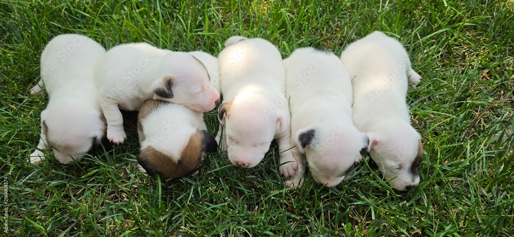 Fototapeta premium Newborn Jack Russell Terrier Puppies Together on Green Grass