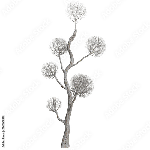 Abstract Leafless Tree, White Trunk, Spherical Twigs