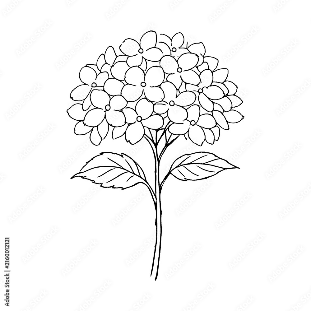 Fototapeta premium PNG Minimalist floral line art illustration.
