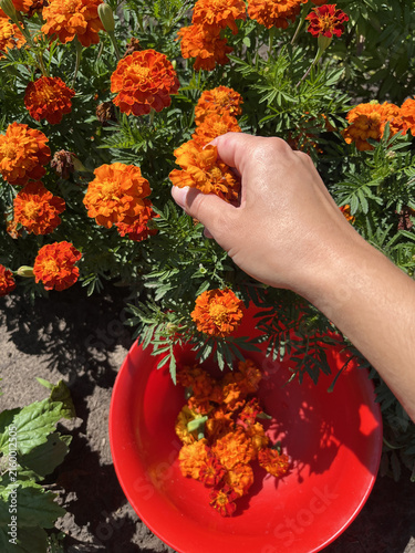 Photography top view of a farmer's hand plucking orange marigold flower into a red bowl in summer garden