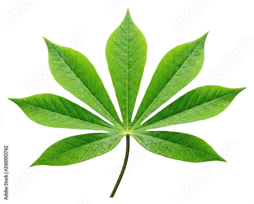 Cuadro en lienzo Fresh Green Cassava Leaf Isolated on White Background
