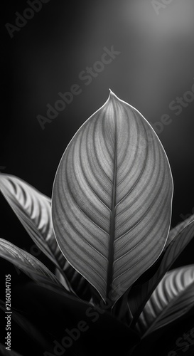 A stunning black and white photograph showcasing the intricate textures and veins of lush plant leaves against a moody, dark backdrop, veins, artistic, botanical