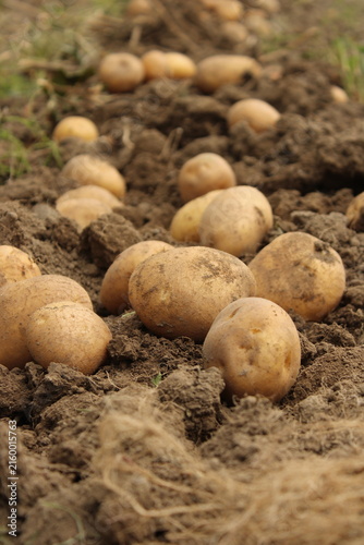 Quadro su tela Close up of fresh raw potatoes resting in fertile farm soil after harvest