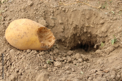 Fotografie Damaged potato tuber gnawed by pest animal next to hole in soil ground