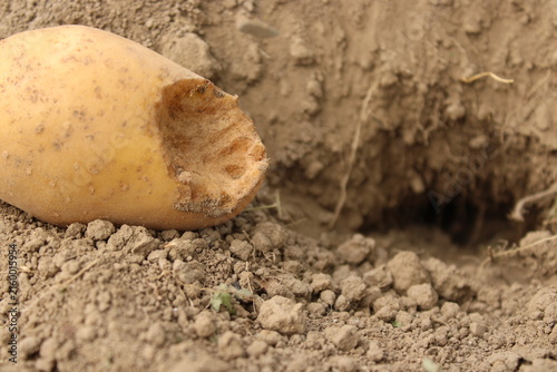 Фотография Close up of gnawed potato tuber with animal teeth marks near pest hole