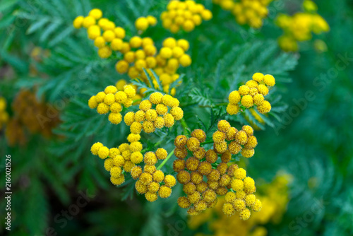 Close-up of yellow blossoms of Tanacetum vulgare L. plant at French city of Rouen on a summer morning. Photo taken July 14th, 2026, Rouen, Normandie, France.