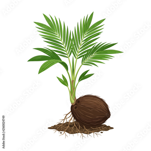 Young Coconut Palm Tree Growing from Seed