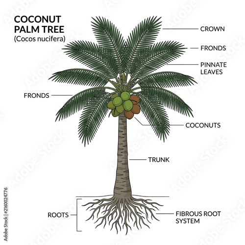 Diagram of a Coconut Palm Tree with Labels