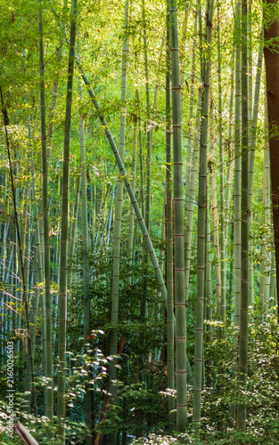 Bamboo forest at Fushimi Inari at Kyoto (Honshu, Japan)