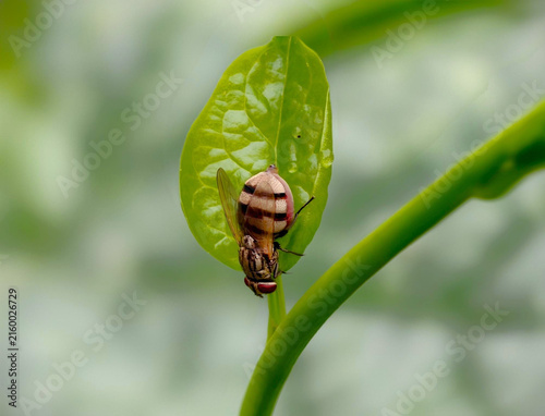 Fotografie Striped fly perched on leaf