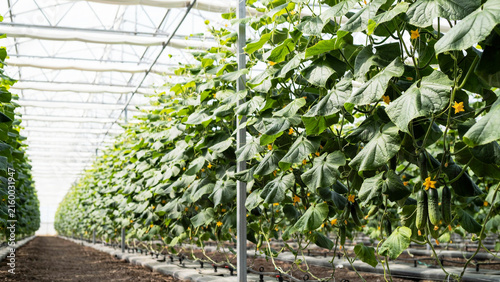 Healthy green cucumber plants growing vertically inside a modern greenhouse facility with bright natural light