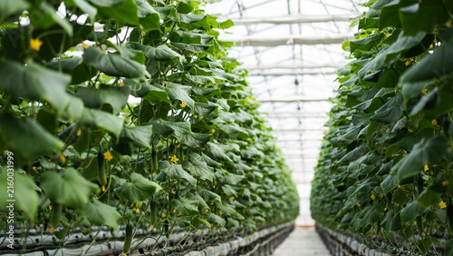 Healthy green cucumber plants growing vertically inside a modern greenhouse facility