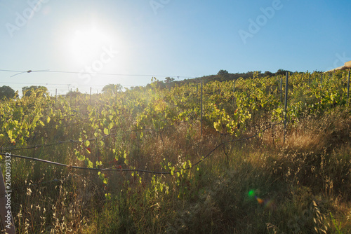 Vineyard landscape at golden hour with rows of grapevines illuminated by warm sunlight, surrounded by dry grass and rolling countryside under a clear blue sky. Rural agricultural scene representing