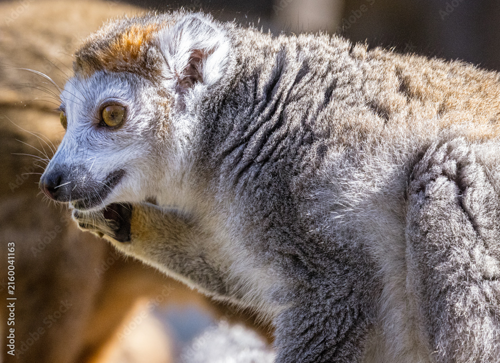 Naklejka premium Female Crowned Lemur (Eulemur coronatus)