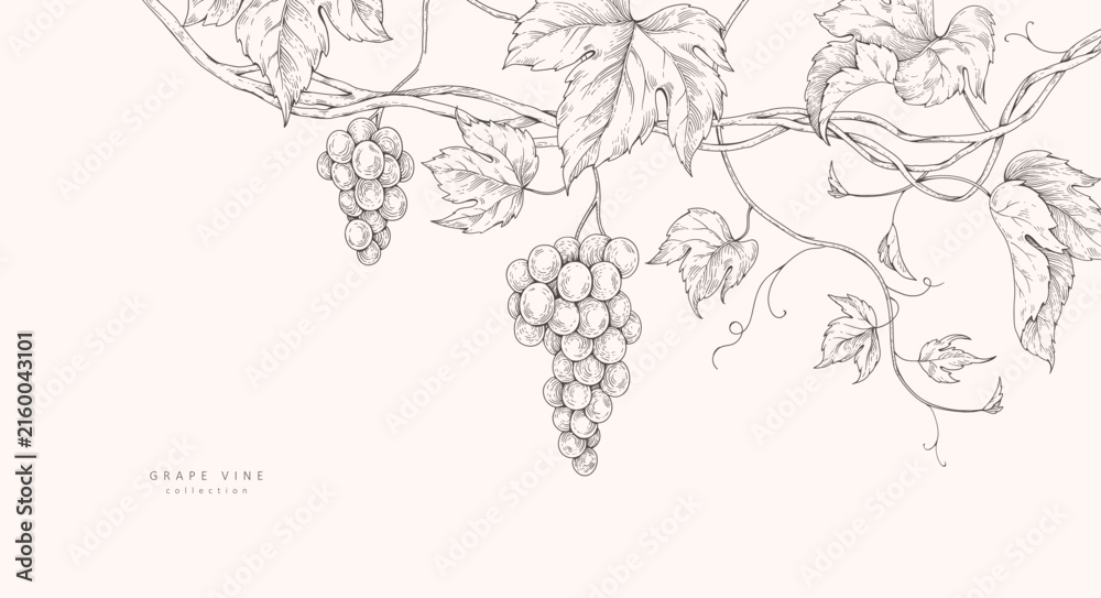 Fototapeta premium Background with grapes, vine and brunch. Detailed template layout design, brochure or cover for wine card, menu and invitation