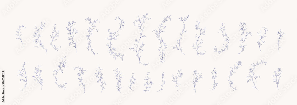 Fototapeta premium Floral whimsical or rococo design elements. Vintage flowers and botanical calligraphy for packaging, wedding greeting card or scrapbooking