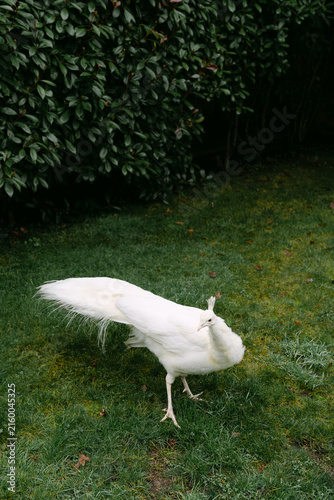 Fotografie white peacock in the garden