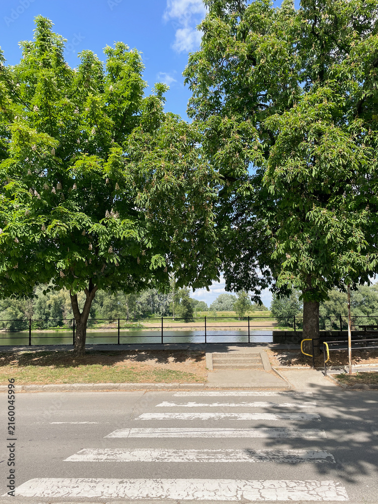 Fototapeta premium Trees, crosswalk, street, park, river view and railing frame a calm urban scene along a sunlit riverside walkway, offering shade and space for strolling.