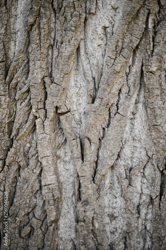 Abstract pattern of aged tree bark