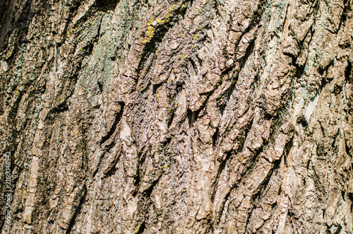 Detailed tree bark texture in nature
