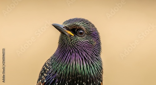Closeup of starling bird profile portrait.