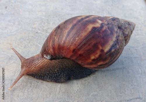 Canvastavla Close-up of a land snail crawling across a textured concrete surface, showing it
