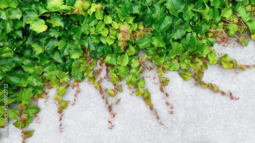 Lush wild grape vine with dense green foliage spreading across a light gray concrete wall, creating a natural botanical texture and fresh outdoor background with trailing stems.