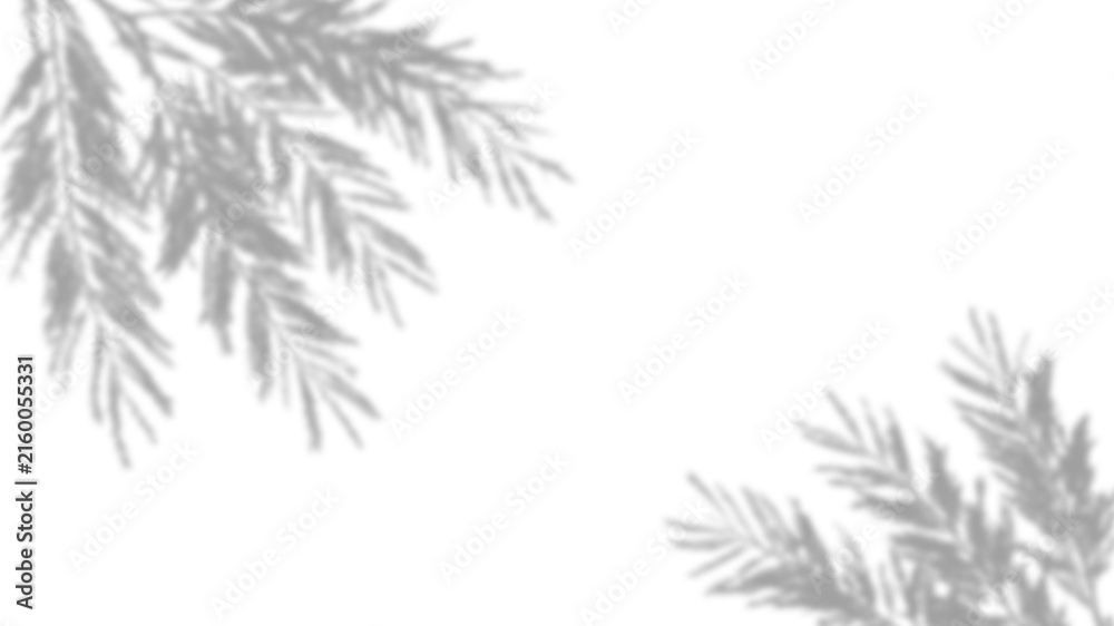 Fototapeta premium Shadow of pine branches isolated on transparent background