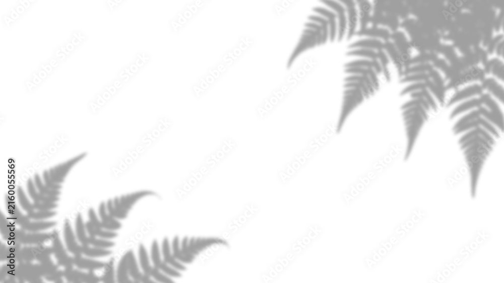 Obraz premium Fern leaf shadow overlay isolated on transparent background