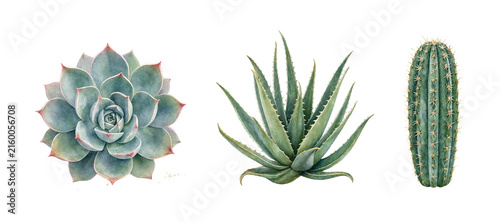 Cactus and succulent botanical collection isolated on transparent background.