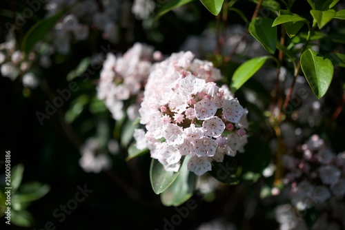 Fotografie 淡いピンクのカルミアが星形の花を咲かせる可憐で美しい庭の風景  
Delicate pink Kalmia flowers with star‑shaped p