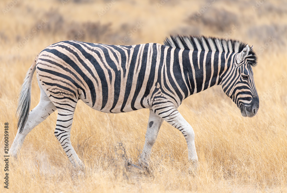 Naklejka premium A Plains Zebra in Etosha National Park, Namibia, Africa