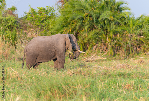 Photography Elephant in the Okavango - Cubango river area in Botswana, Africa