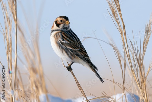 Calcarius lapponicus in open tundra: delicate plumage against a snowy landscape