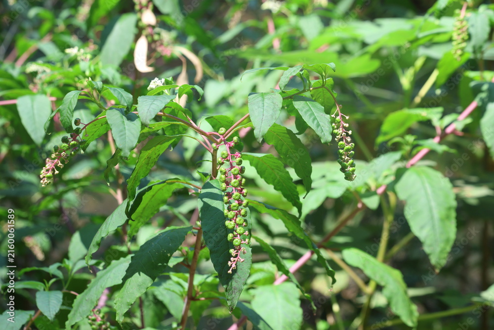 Naklejka premium unripe berries of pokeweed (Phytolacca americana) in forest
